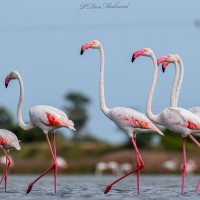 Phoenicopteridae